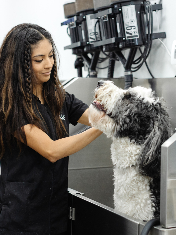 Jacksonville Dog Grooming
